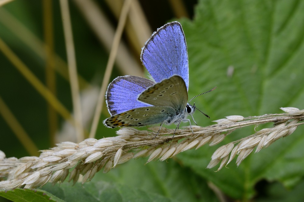 Licenidae da ID - Plebejus (Plebejus) idas